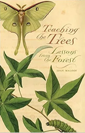 Teaching the Trees: Lessons from the Forest